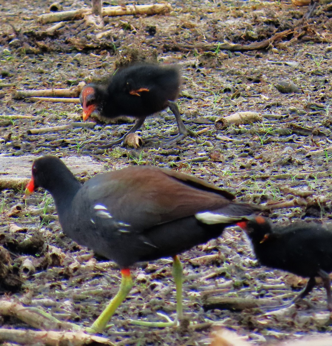 slípka americká - ML647585865