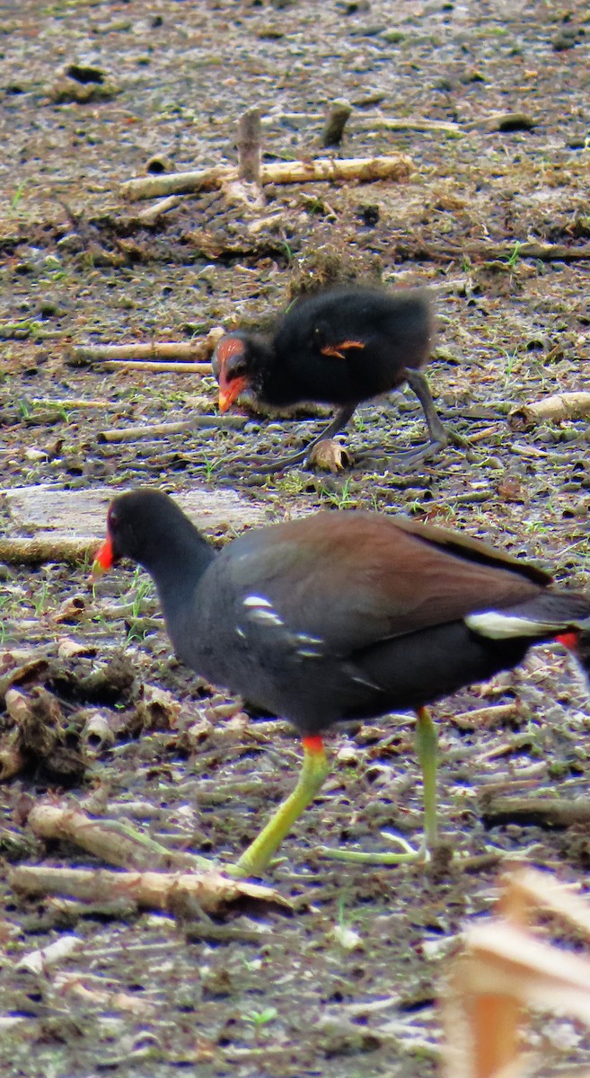 slípka americká - ML647585866