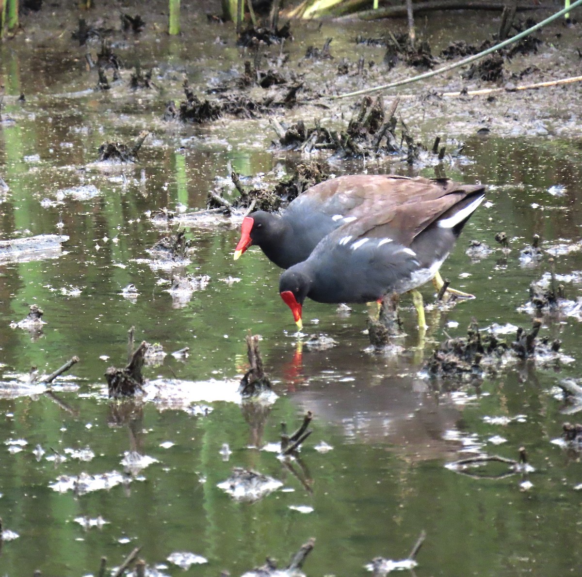 slípka americká - ML647585867