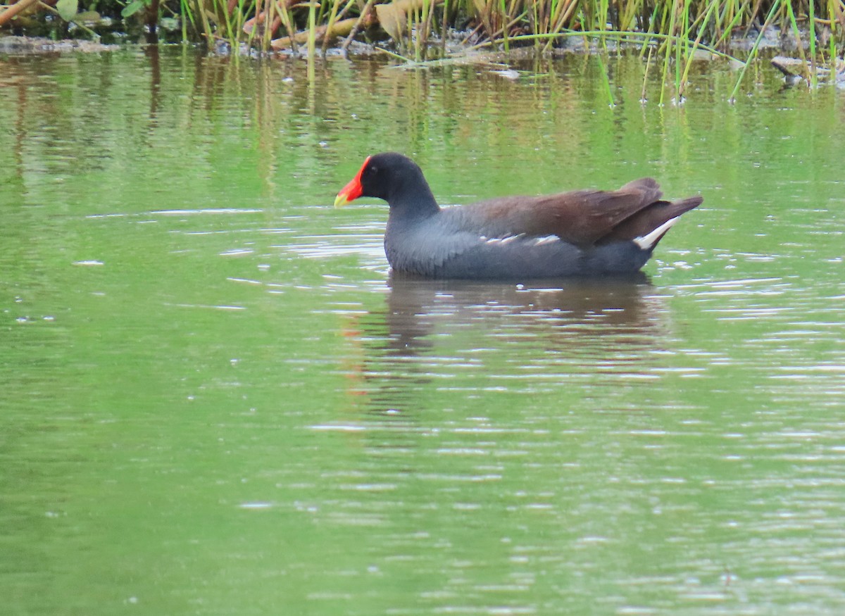 slípka americká - ML647585868