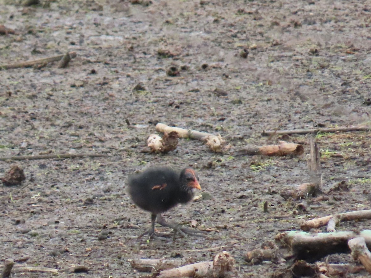 slípka americká - ML647585869