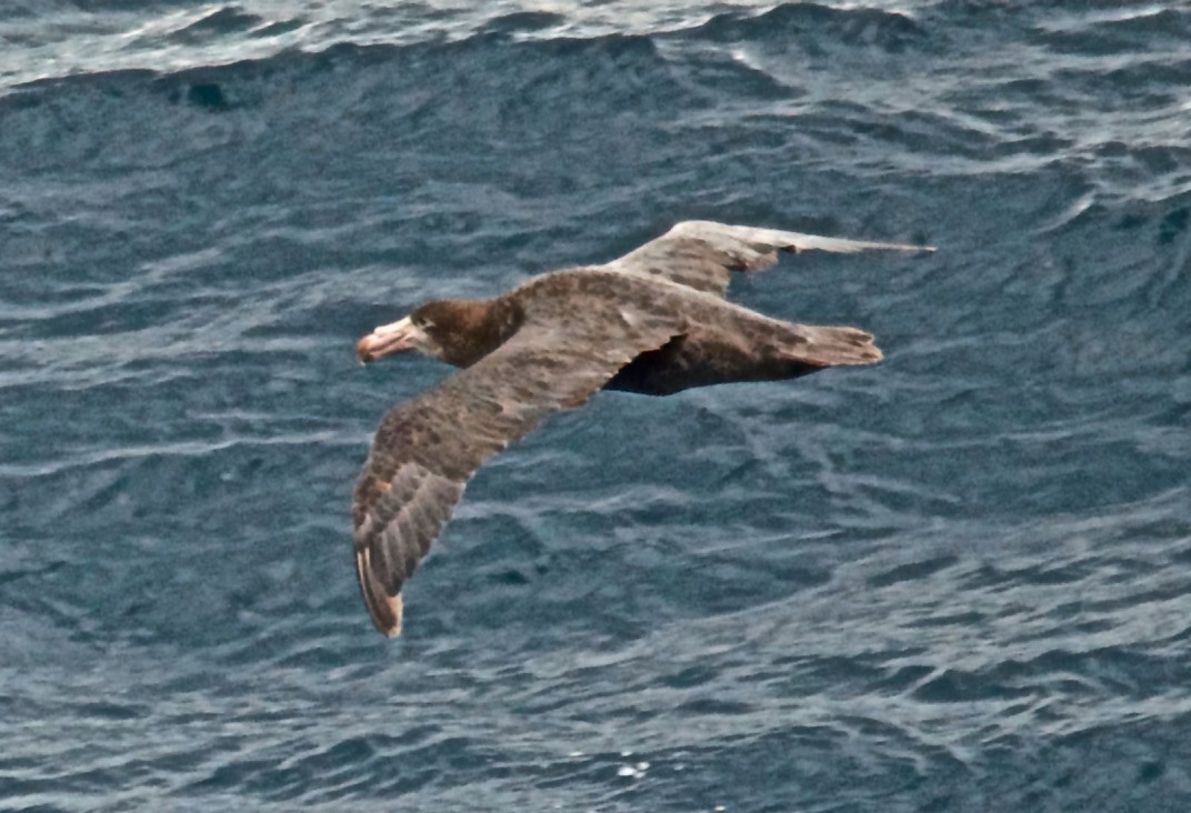 סערון-ענק צפוני - ML647585886