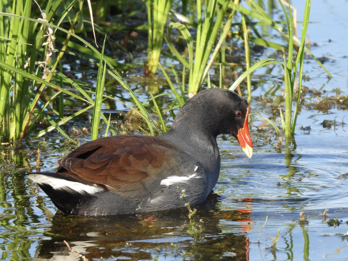 slípka americká - ML647585896