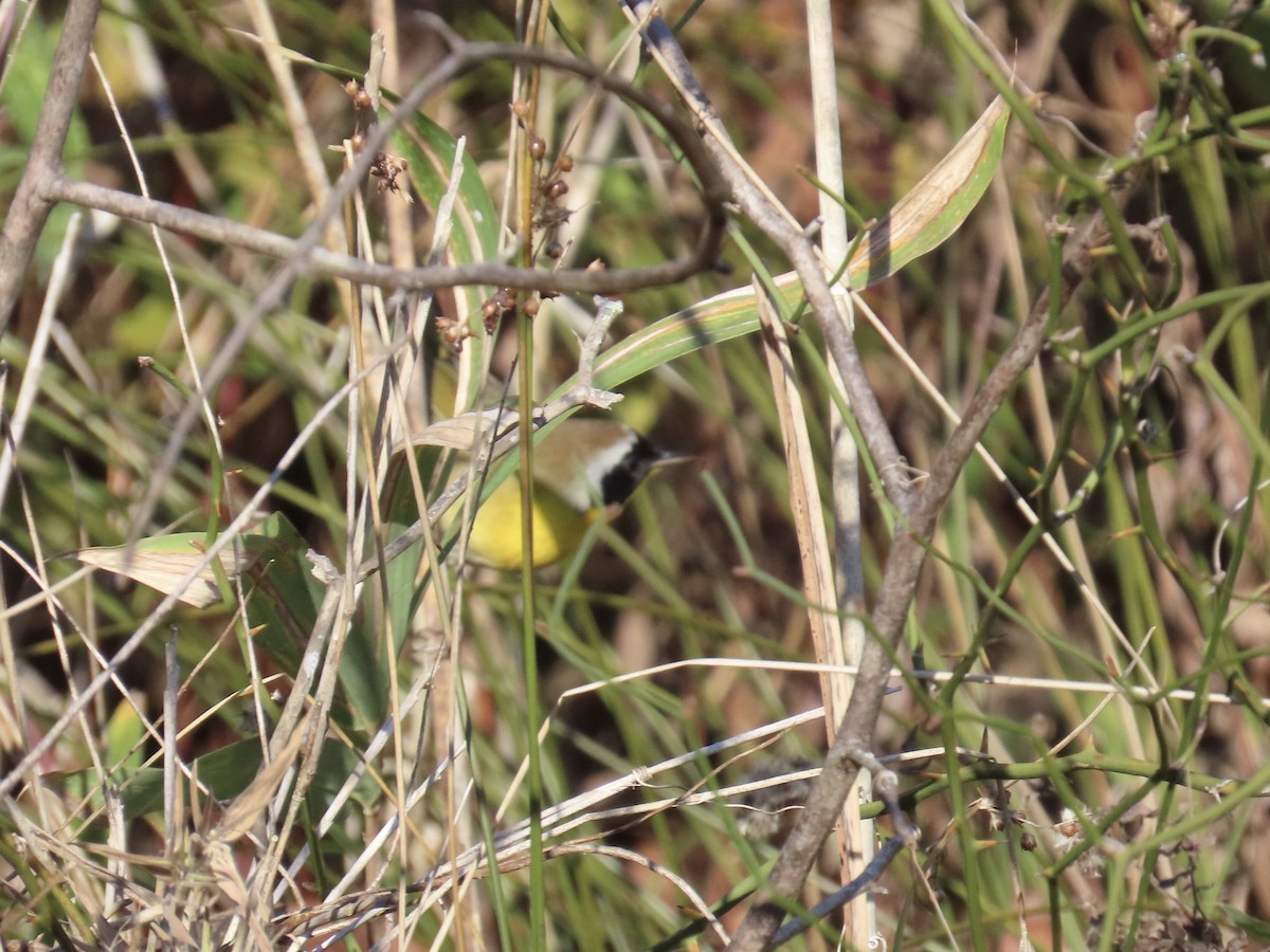 Common Yellowthroat - ML647585900