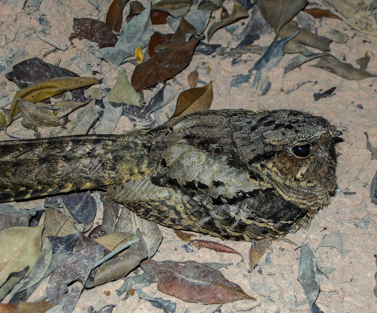 pauraquenattravn - ML647585905