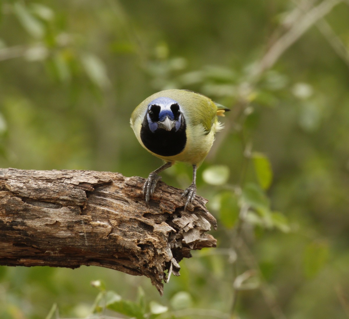 Green Jay - ML647585912