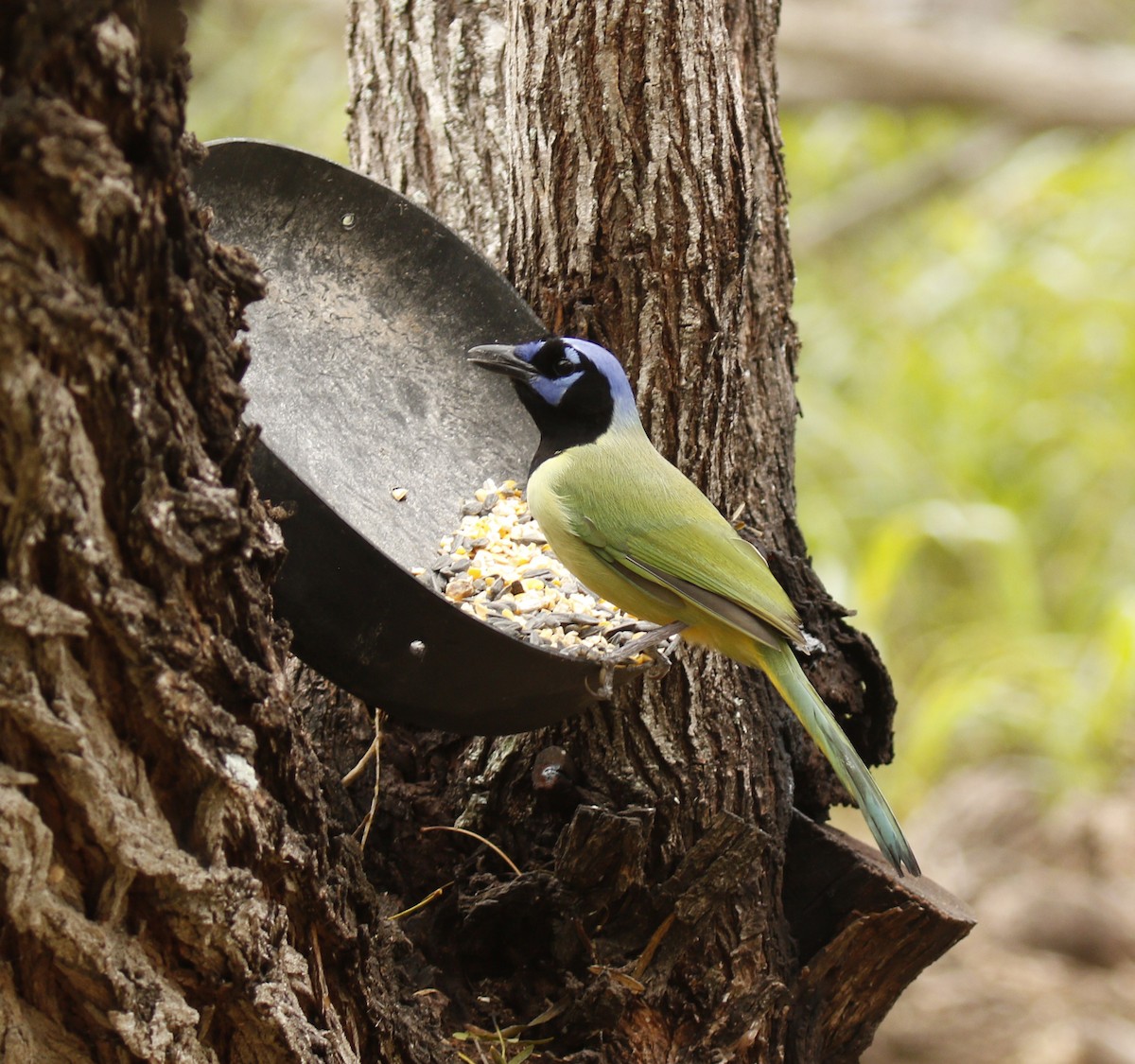 Green Jay - ML647585913