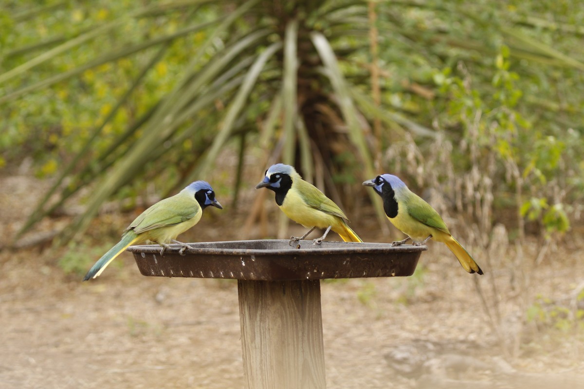 Green Jay - ML647585914