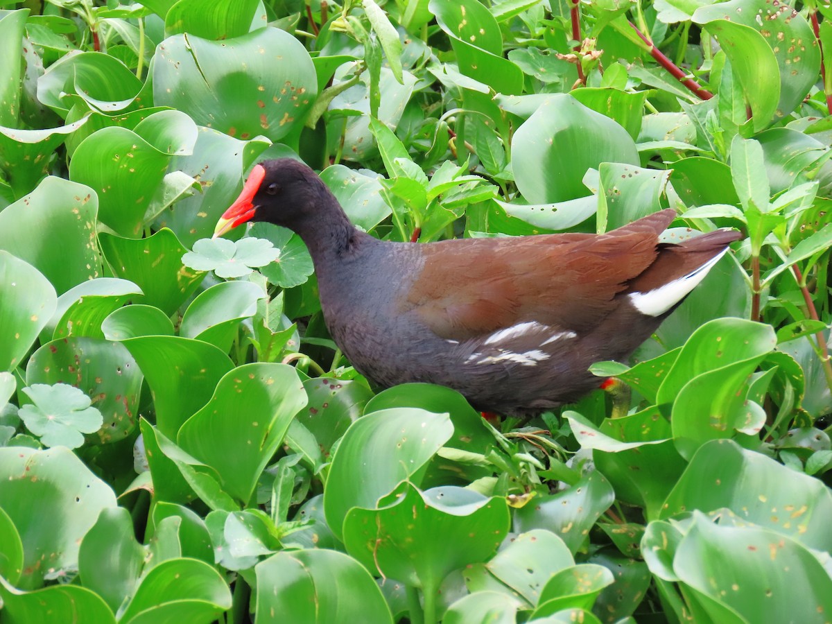 slípka americká - ML647585952