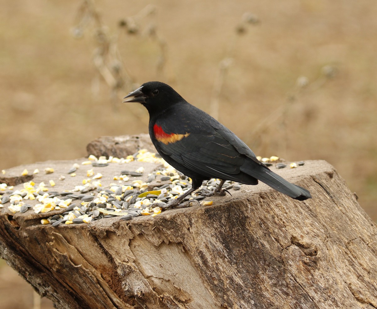 Red-winged Blackbird - ML647585967