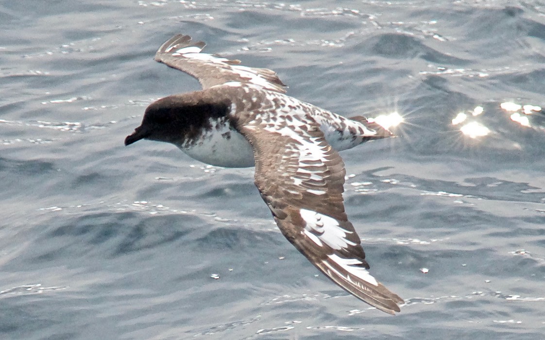 Pintado Petrel (Antarctic) - ML647585974