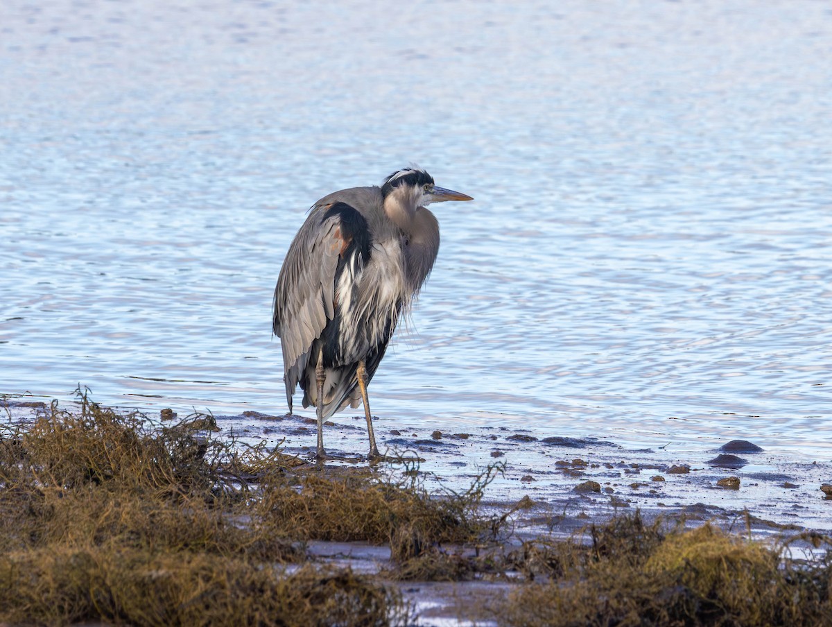 Great Blue Heron - ML647585976