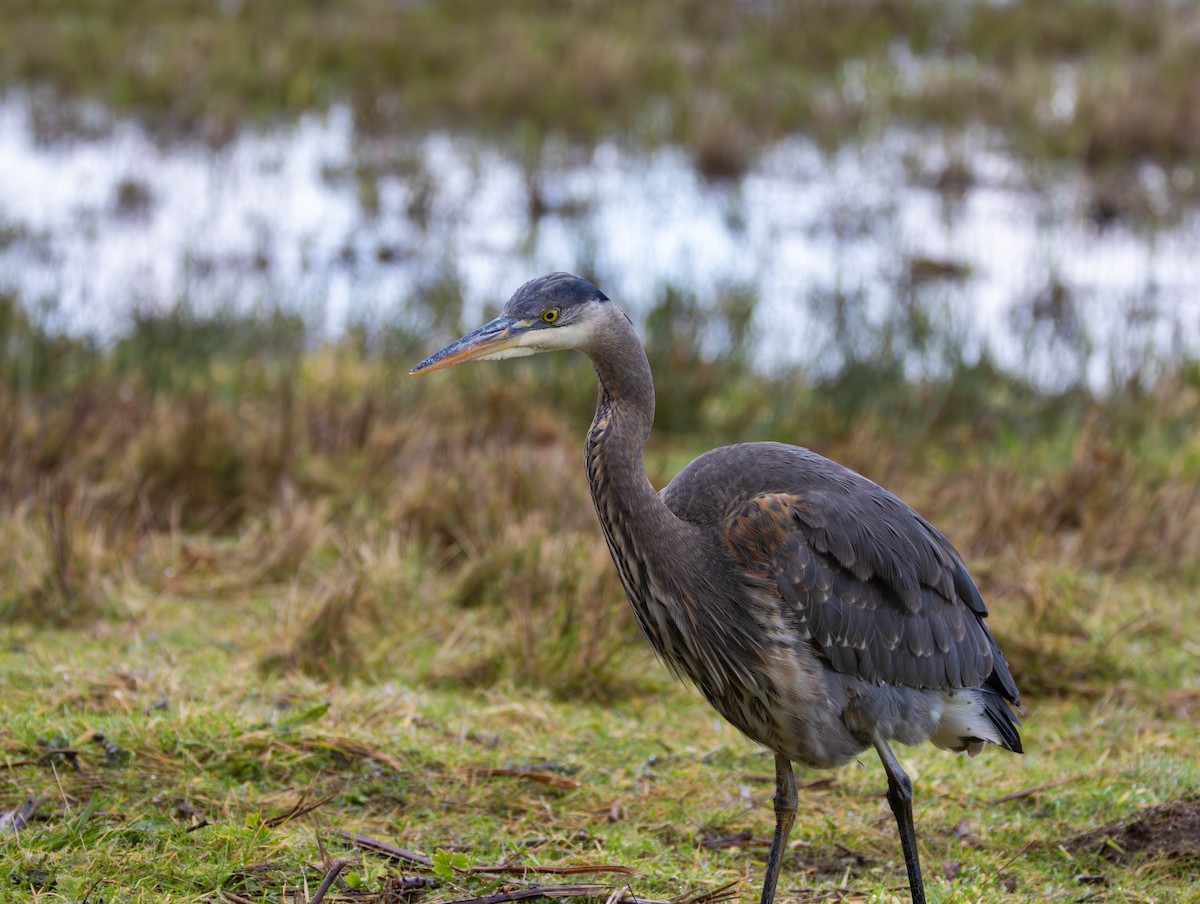 Great Blue Heron - ML647585977