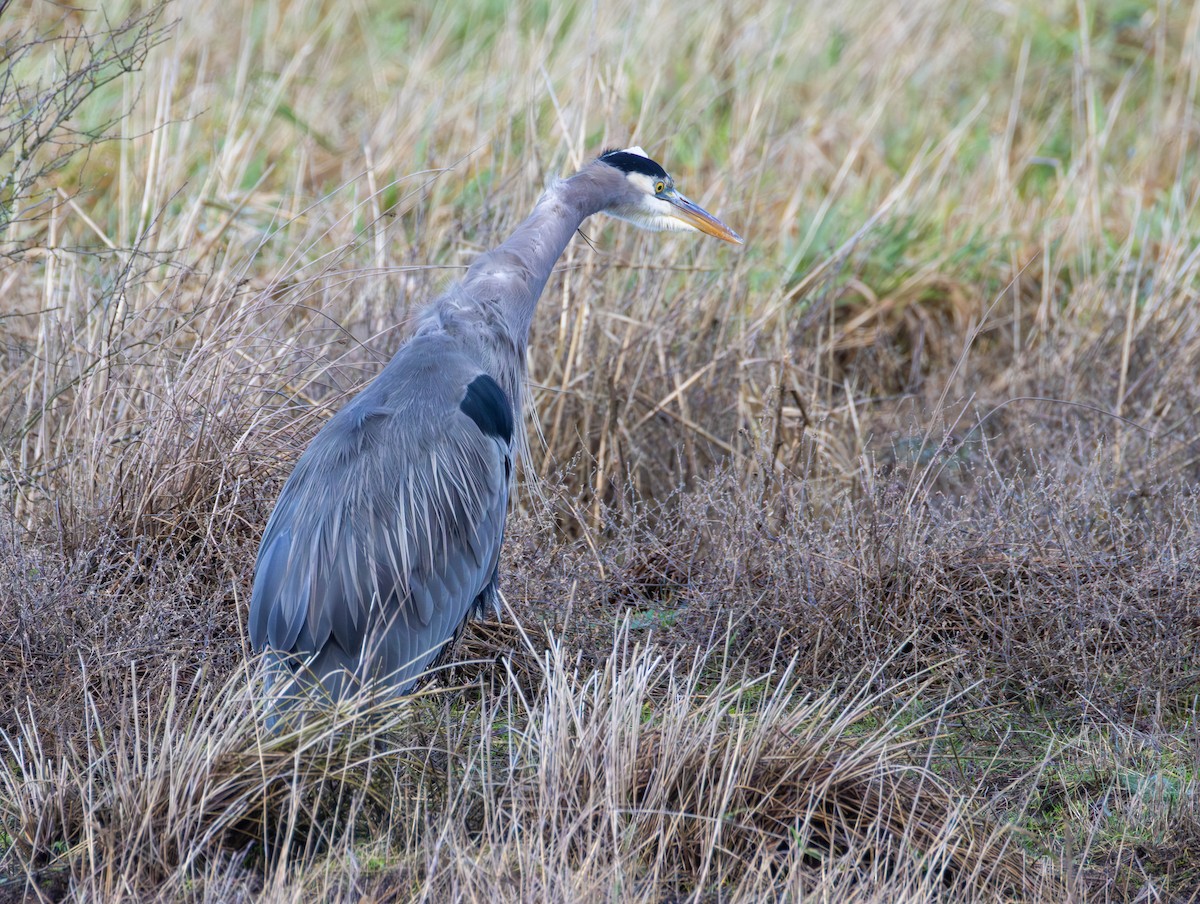 Great Blue Heron - ML647585978