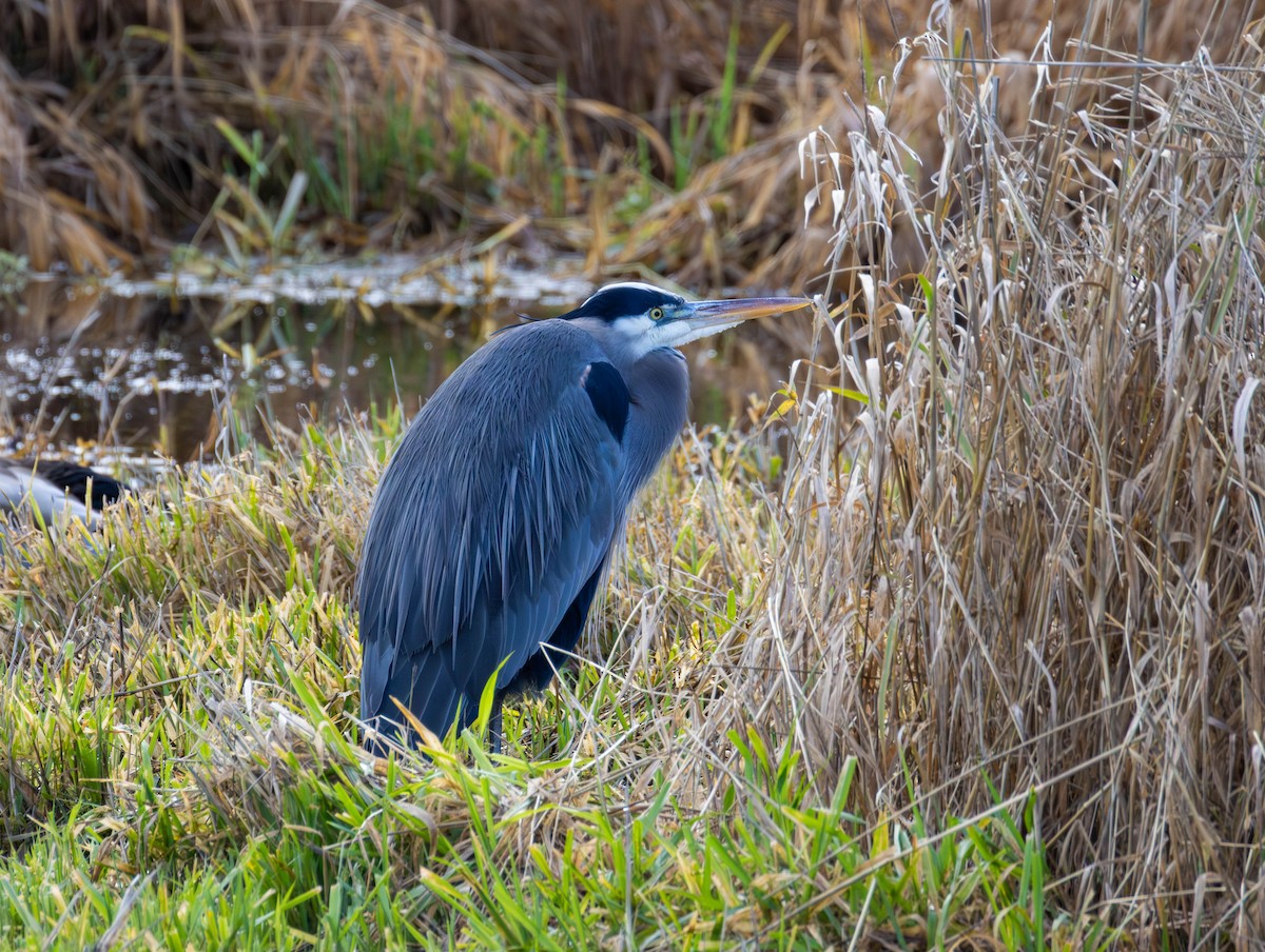 Great Blue Heron - ML647585979