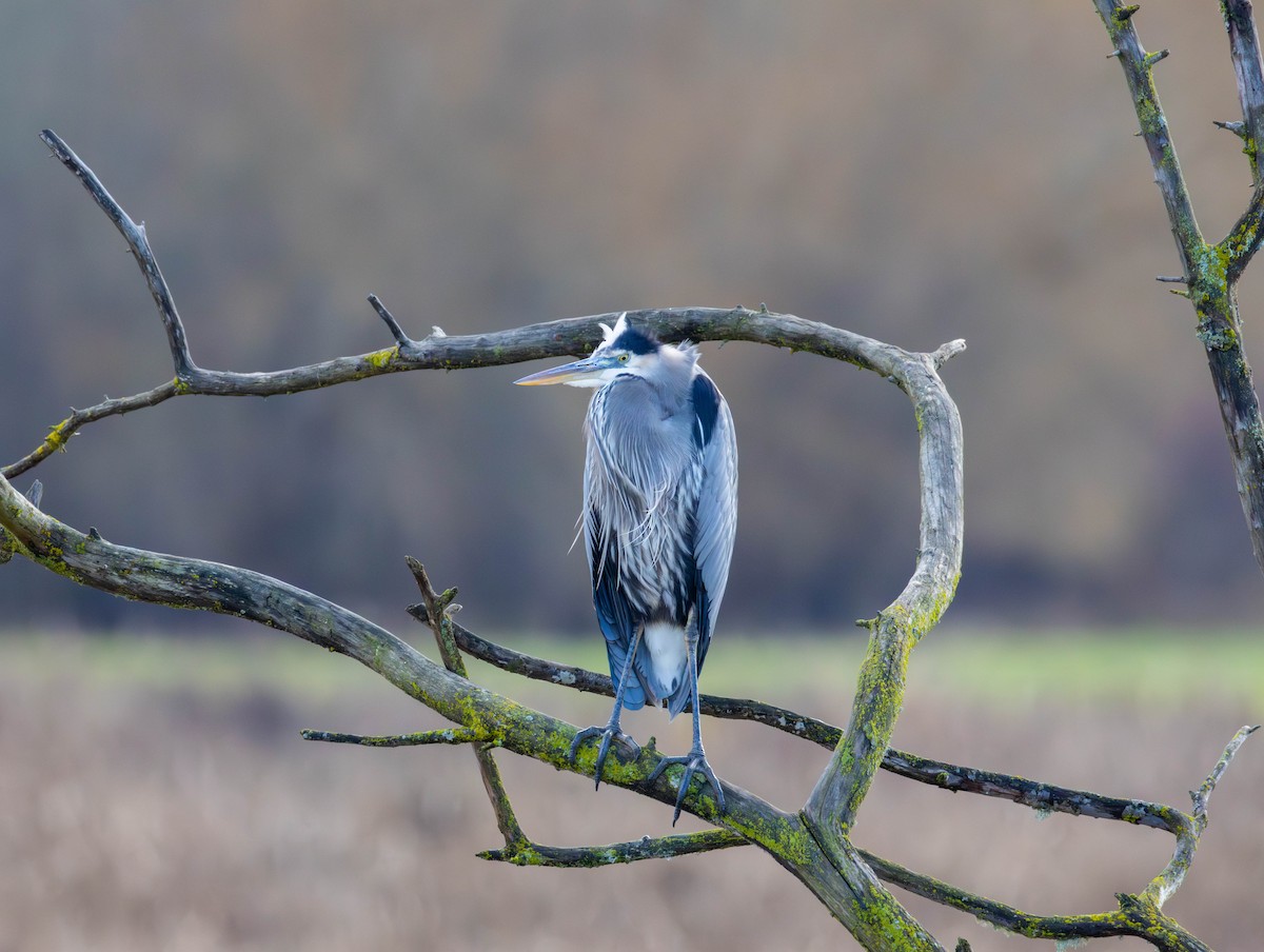 Great Blue Heron - ML647585980