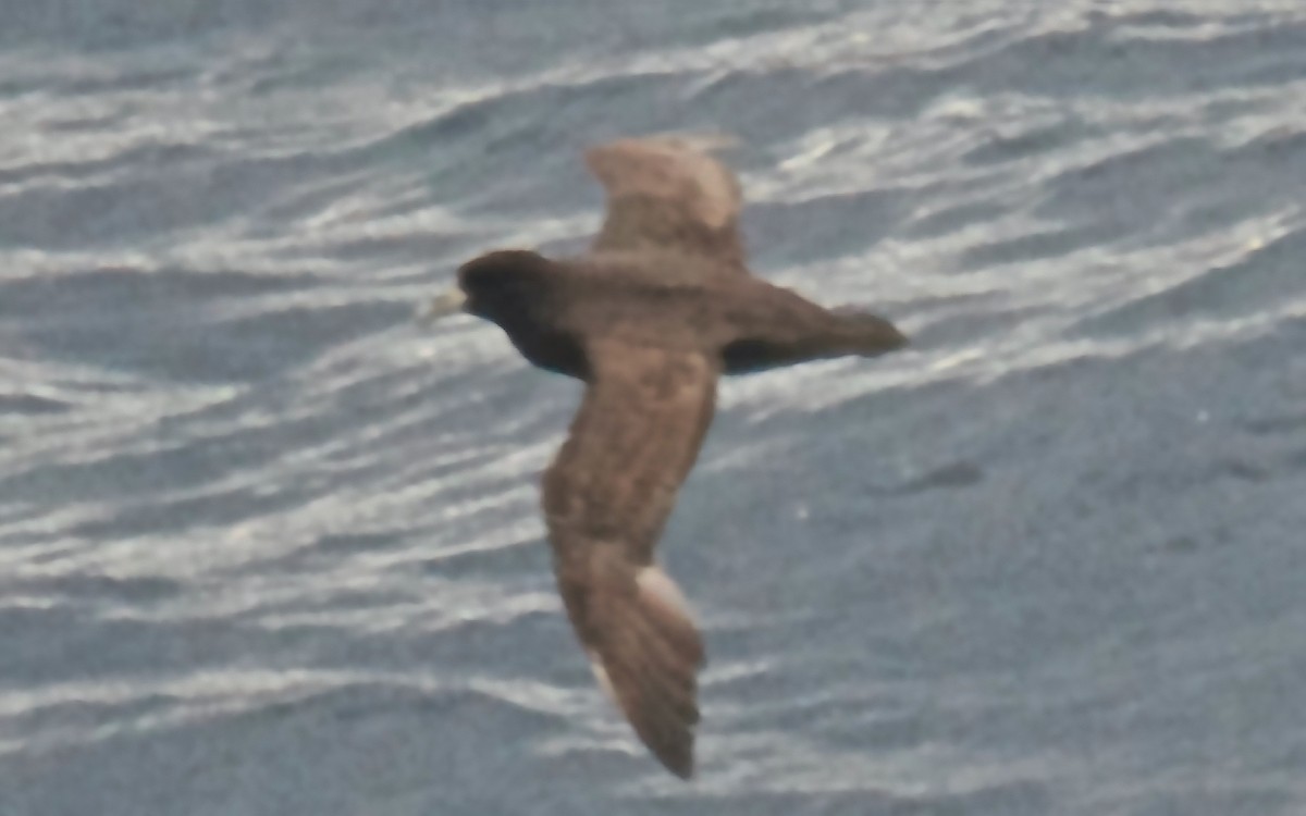 White-chinned Petrel - ML647586004