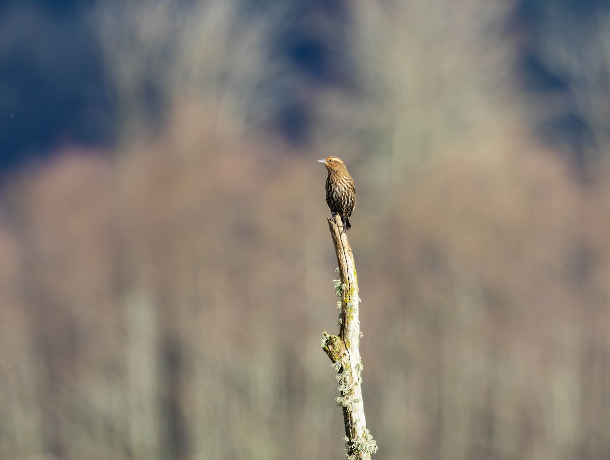 Red-winged Blackbird - ML647586055