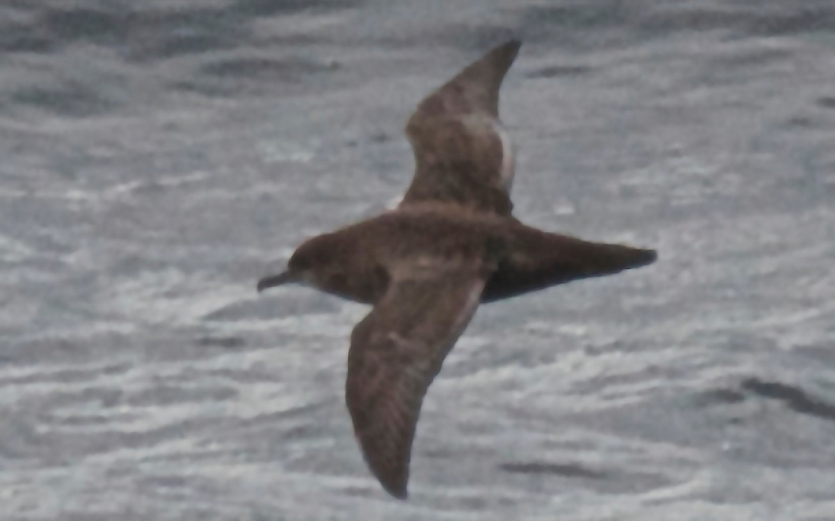 יסעור כהה - ML647586056