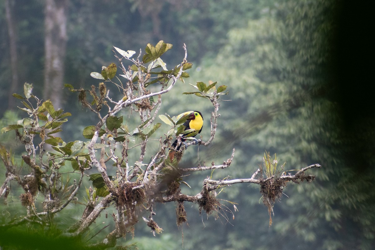 Yellow-throated Toucan (Chestnut-mandibled) - ML647586065