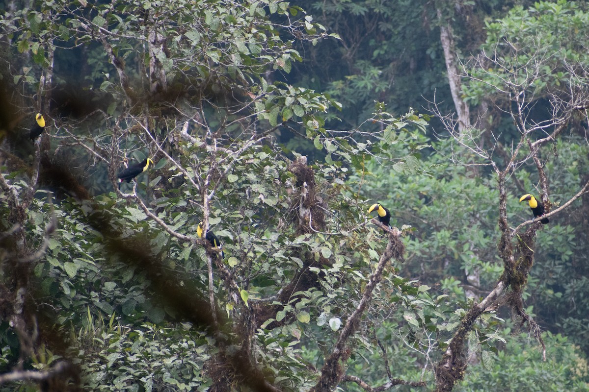 Yellow-throated Toucan (Chestnut-mandibled) - ML647586066