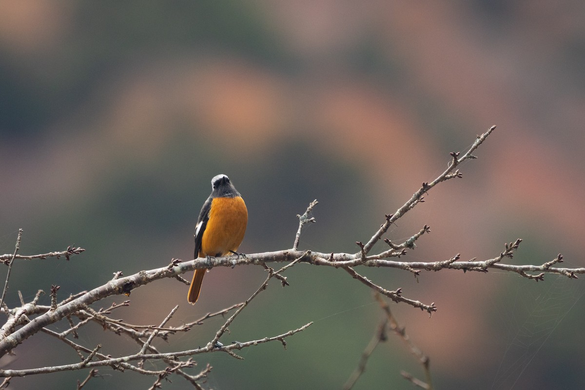 黃尾鴝 - ML647586072