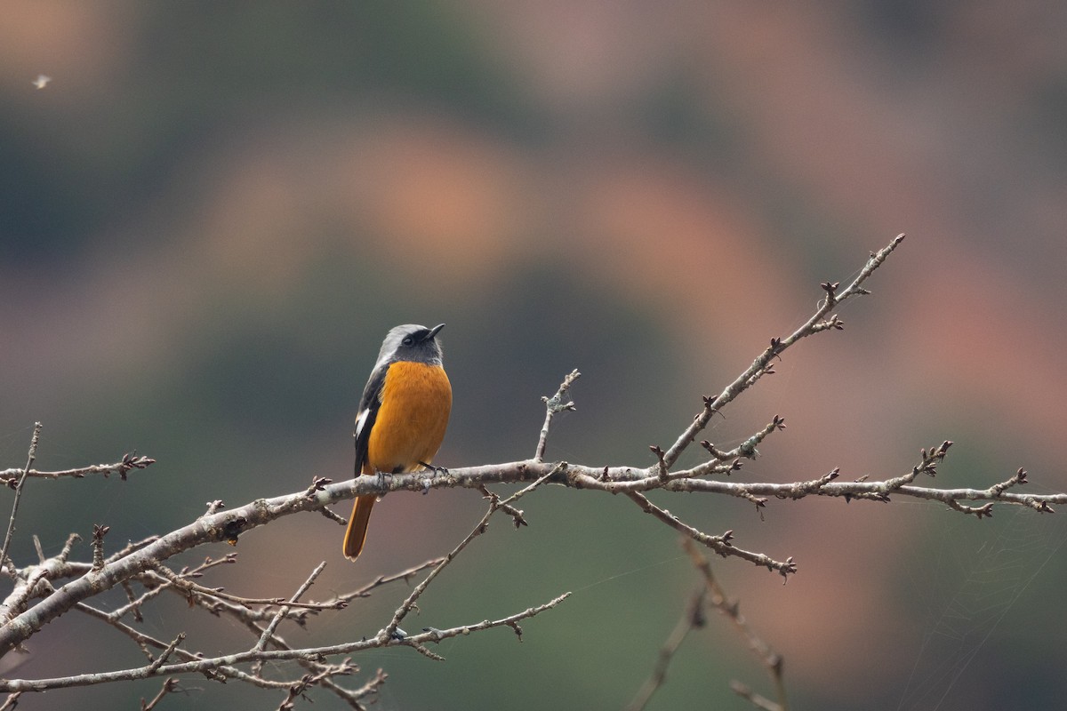 黃尾鴝 - ML647586073