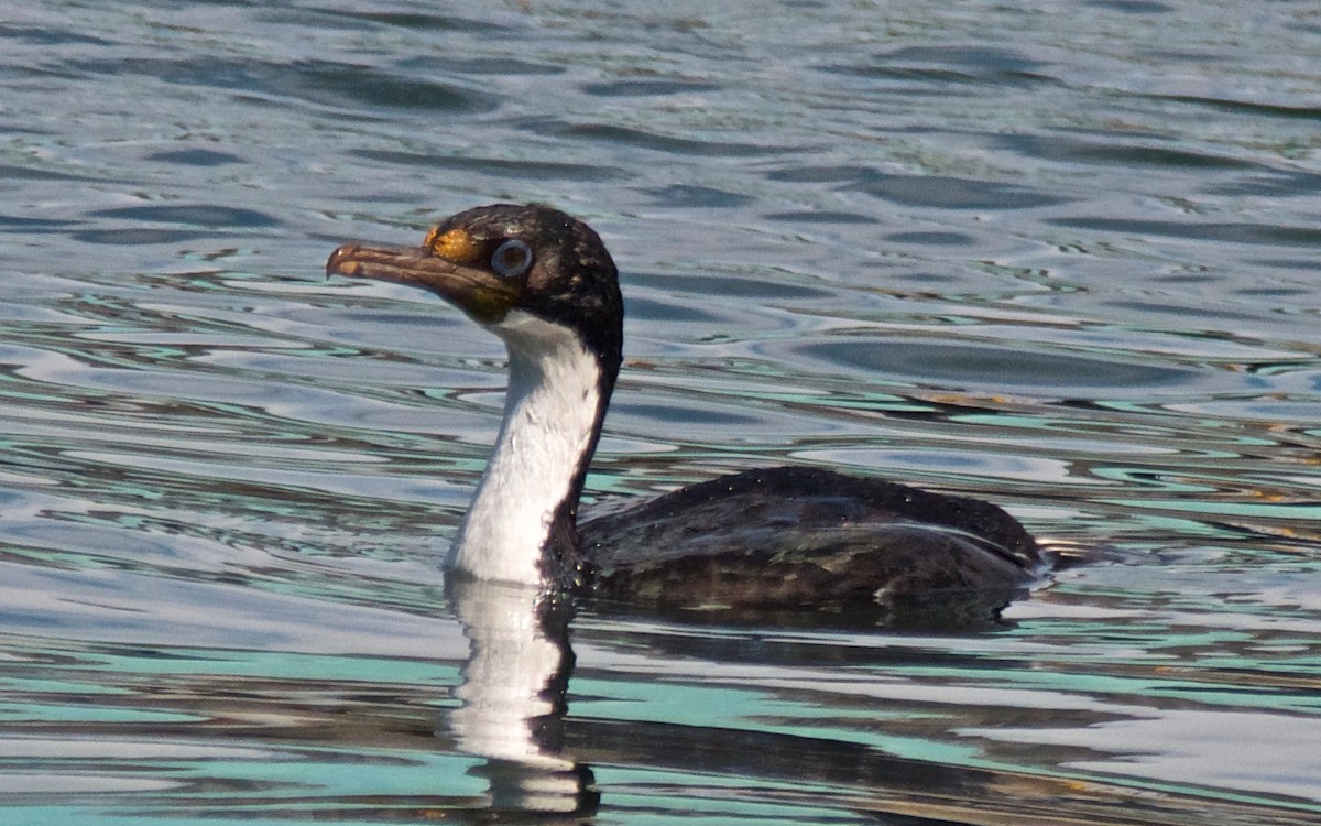 Imperial Cormorant (King) - ML647586075