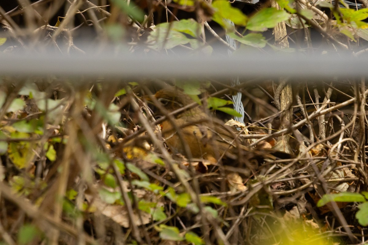 大陸畫眉 - ML647586080