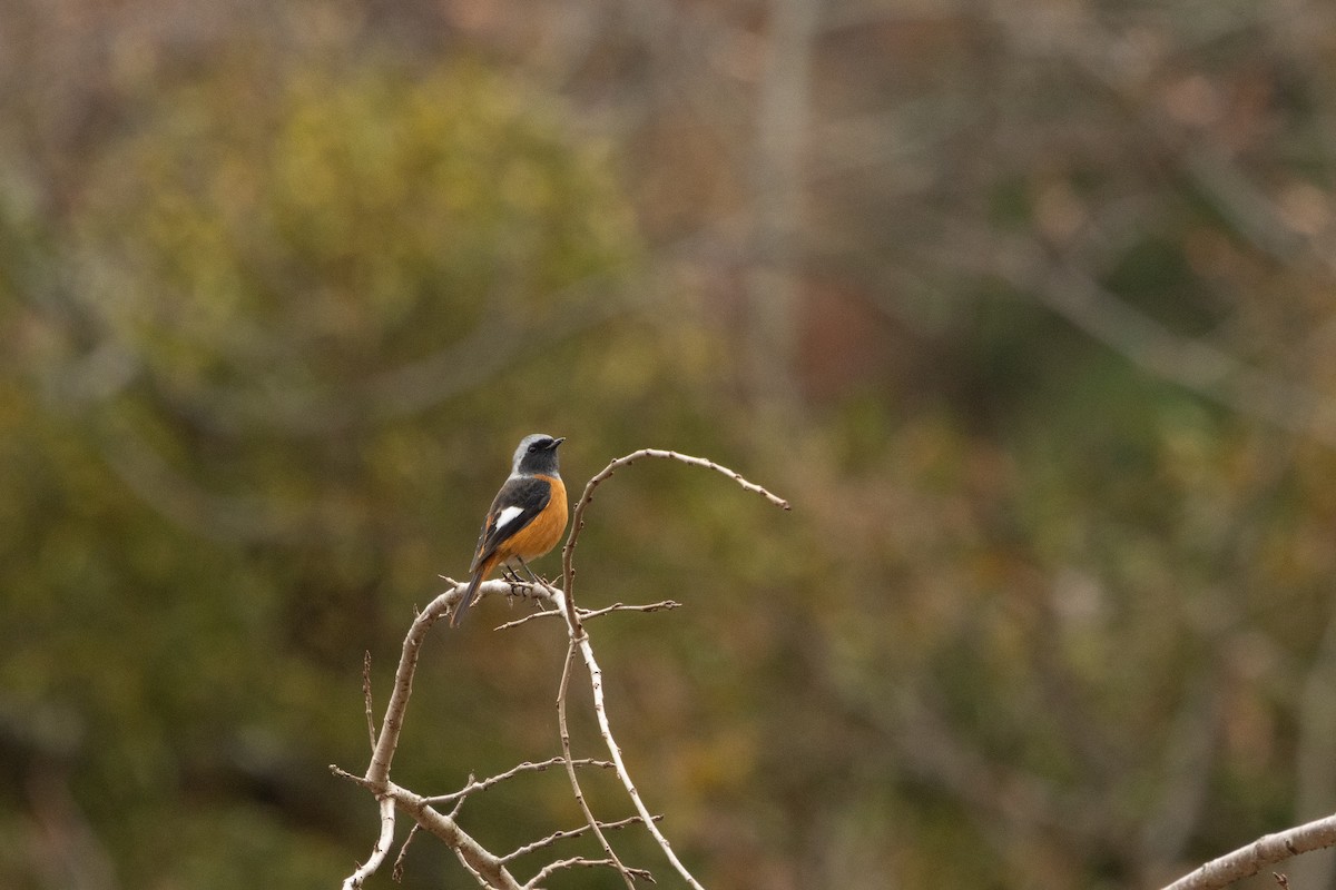 黃尾鴝 - ML647586087