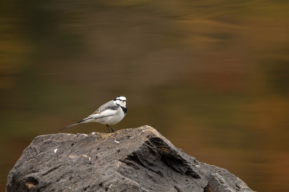 白鶺鴒(黑背眼紋) - ML647586092
