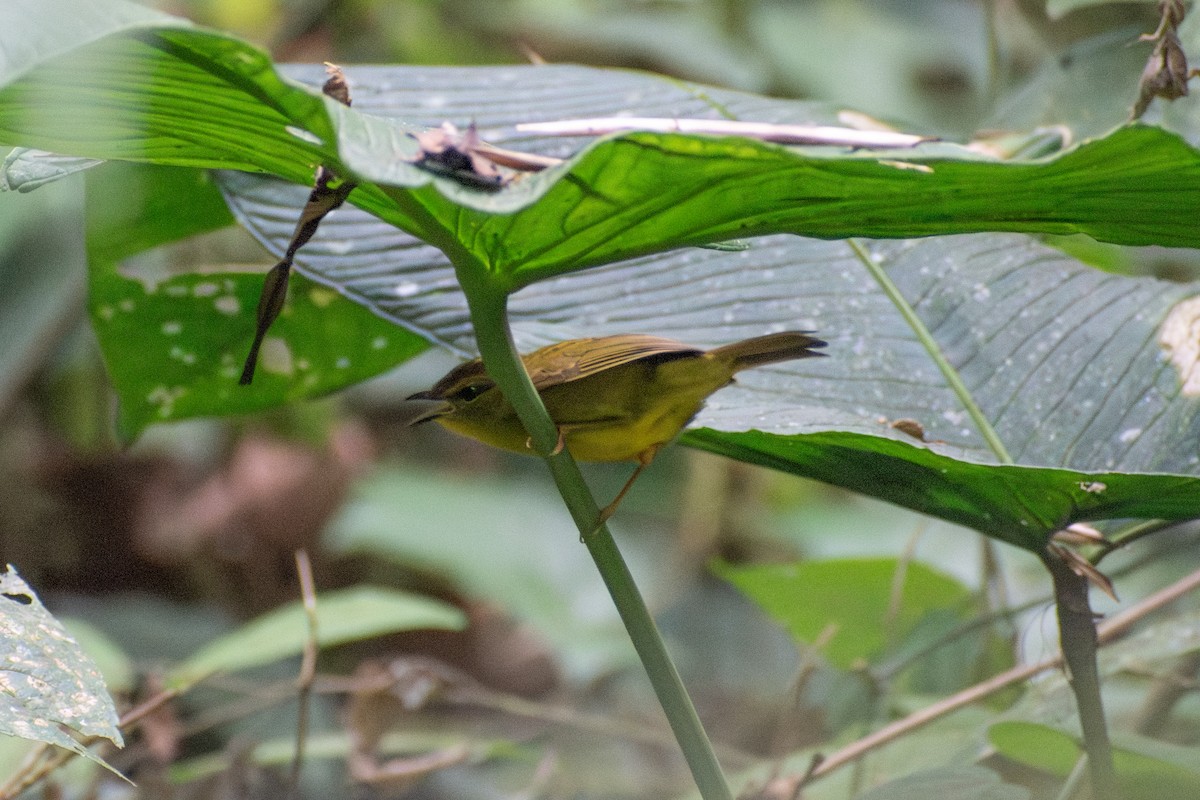 Choco Warbler - ML647586102