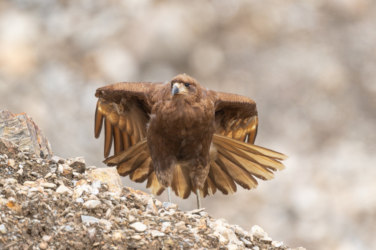 Mountain Caracara - ML647586130