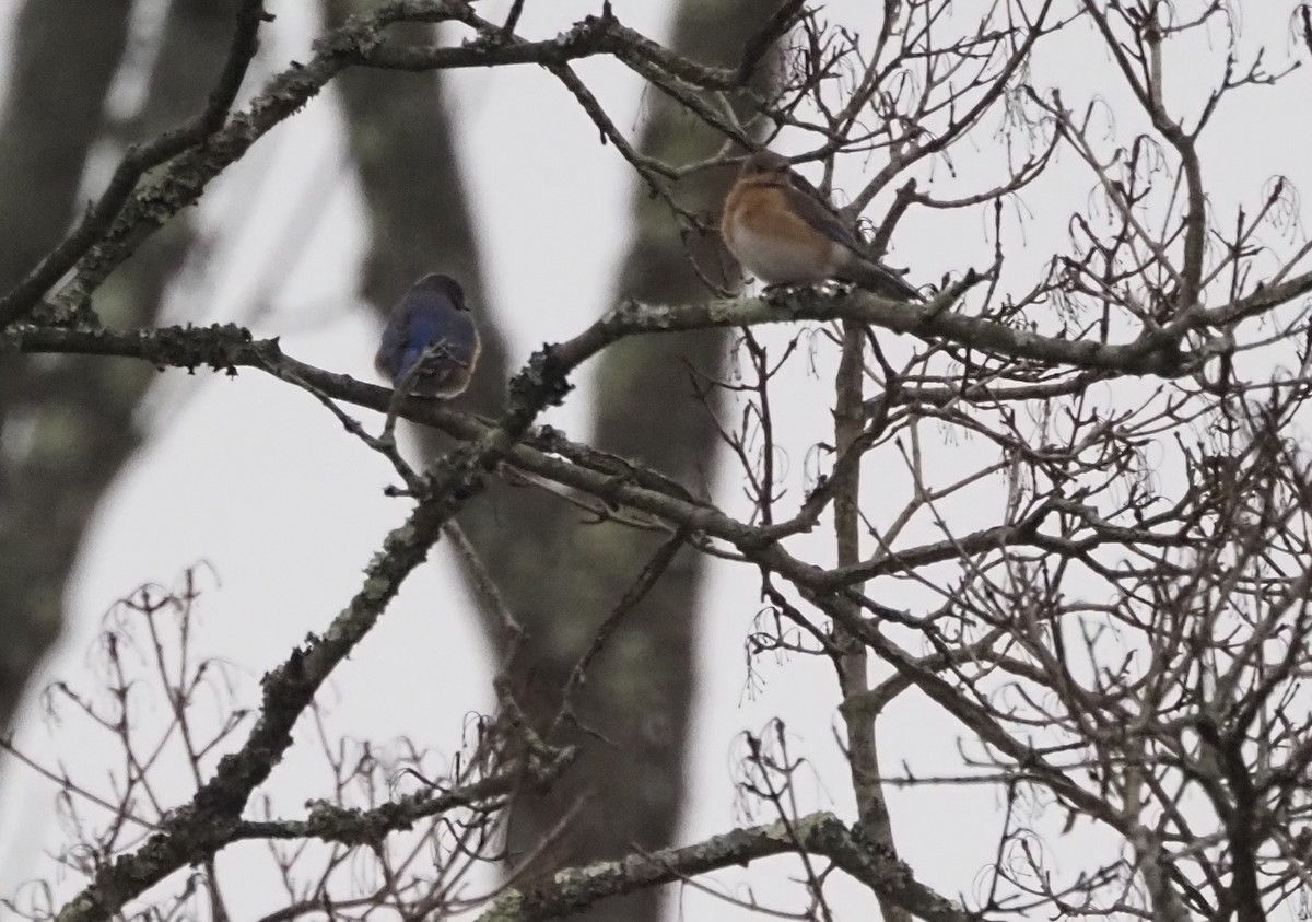 Блакитник східний - ML647586143