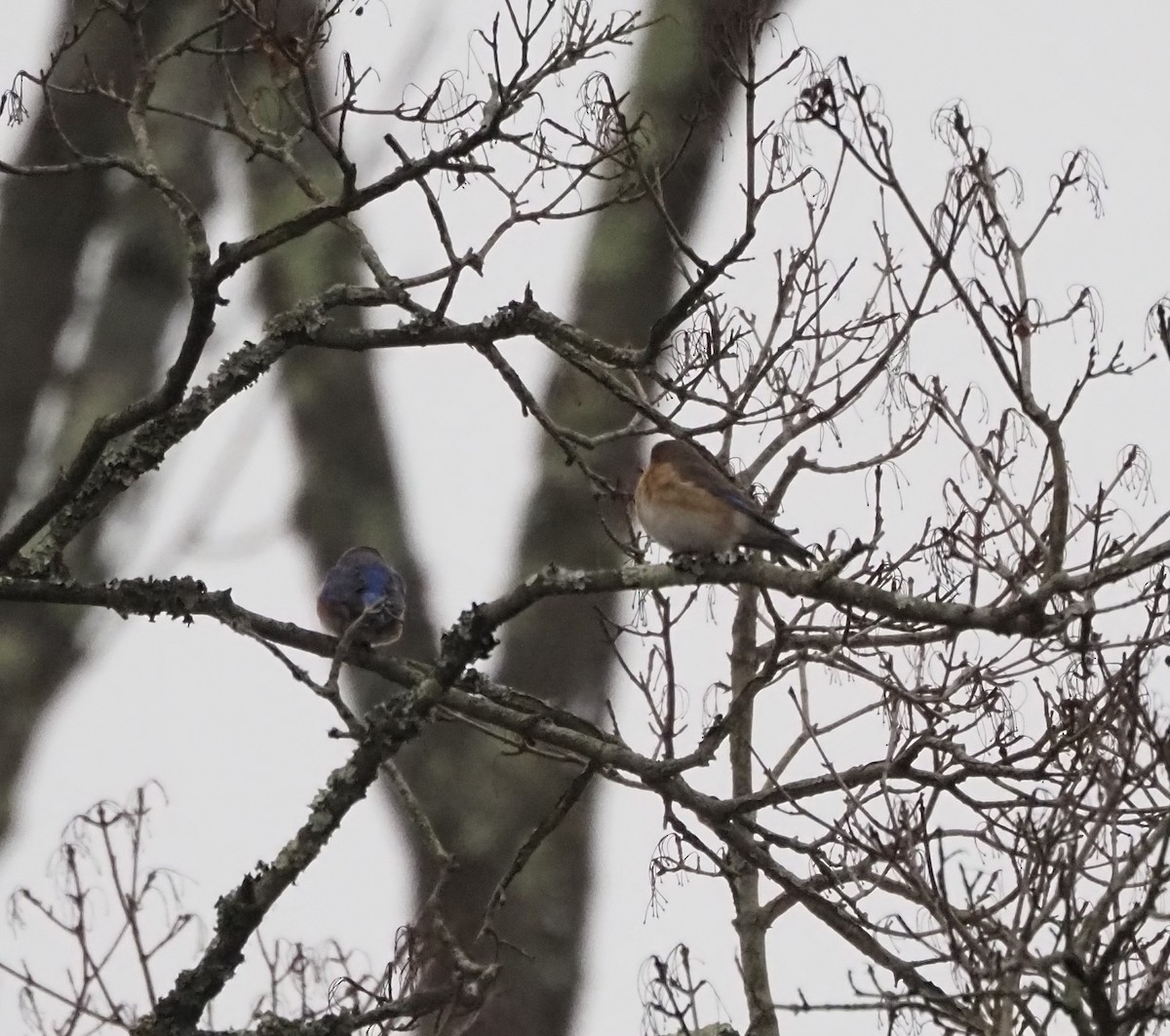 Блакитник східний - ML647586144