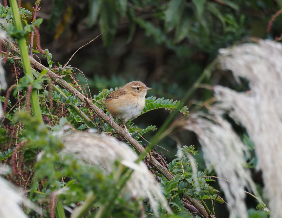 Grass Wren (Paramo) - ML647586155