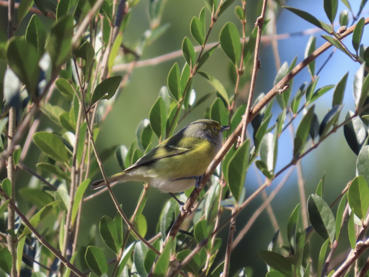 メジロモズモドキ - ML647586162