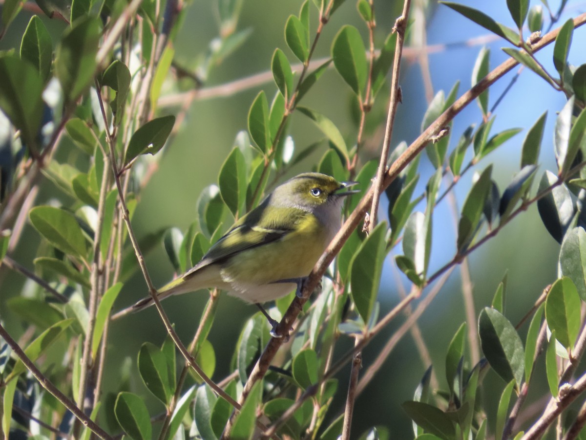 メジロモズモドキ - ML647586163