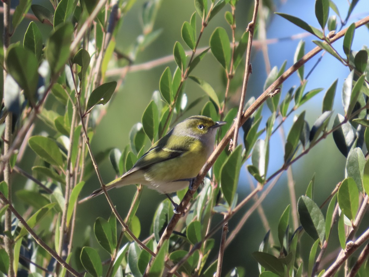 メジロモズモドキ - ML647586164