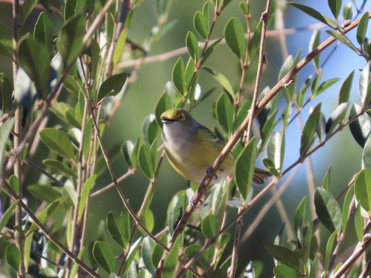 メジロモズモドキ - ML647586166