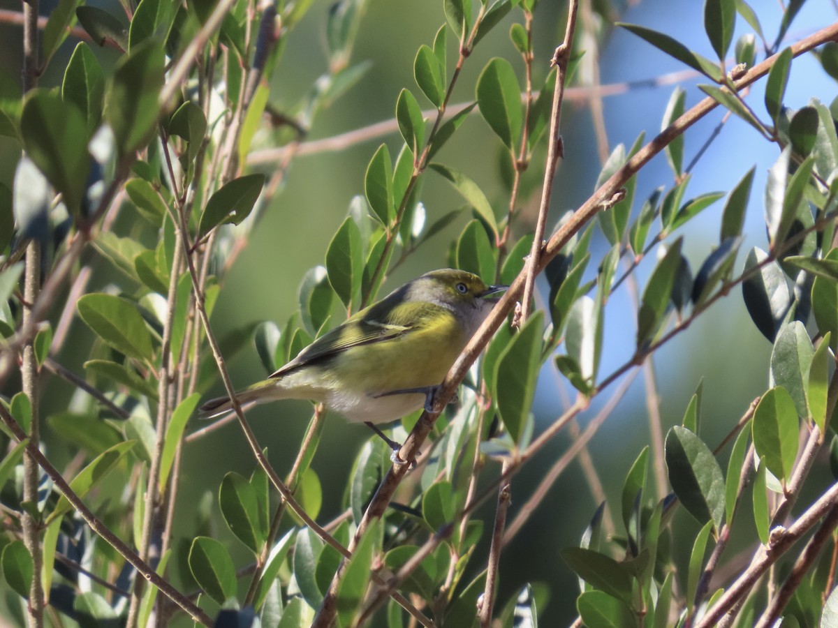 メジロモズモドキ - ML647586167