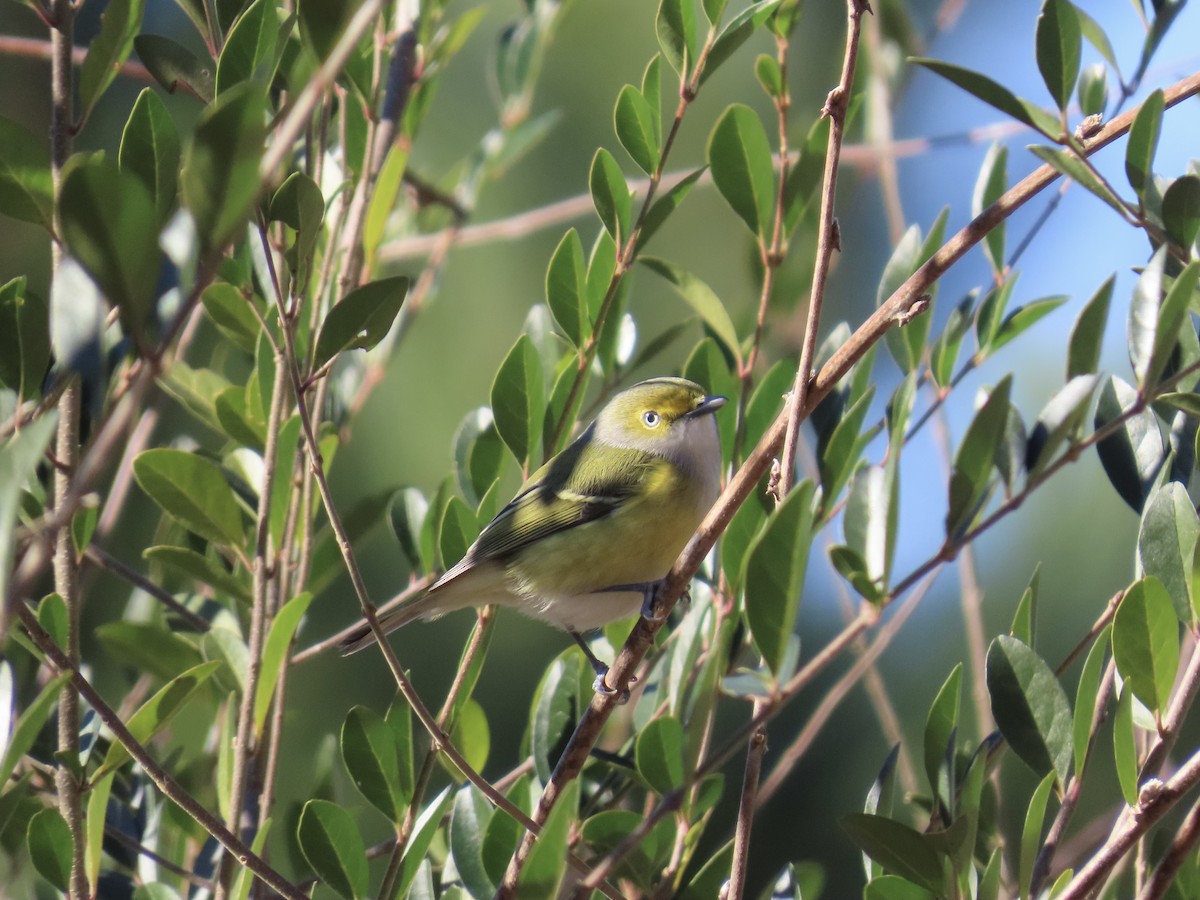 メジロモズモドキ - ML647586168