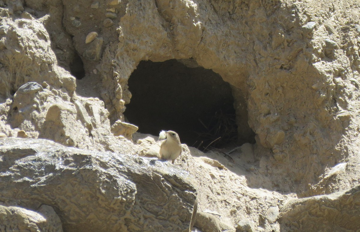 Southern House Wren - ML647586181