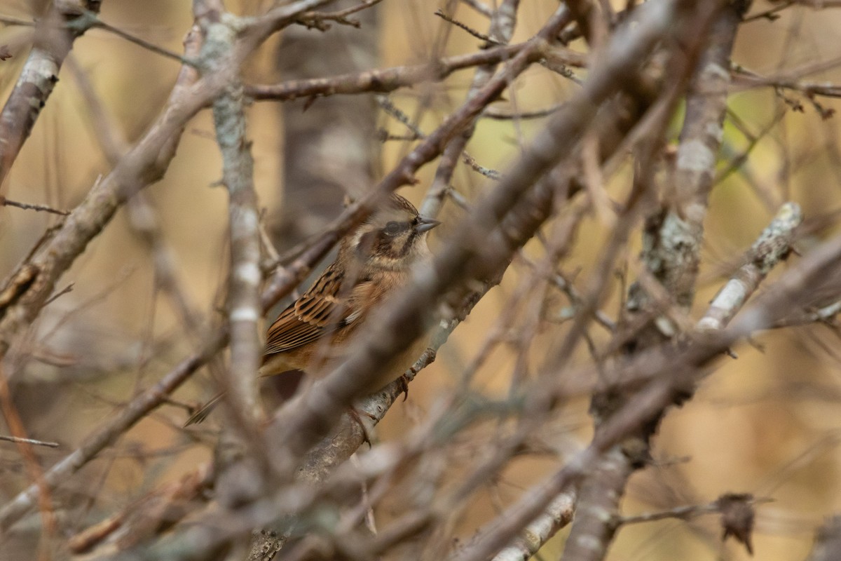 草鵐(ciopsis) - ML647586184