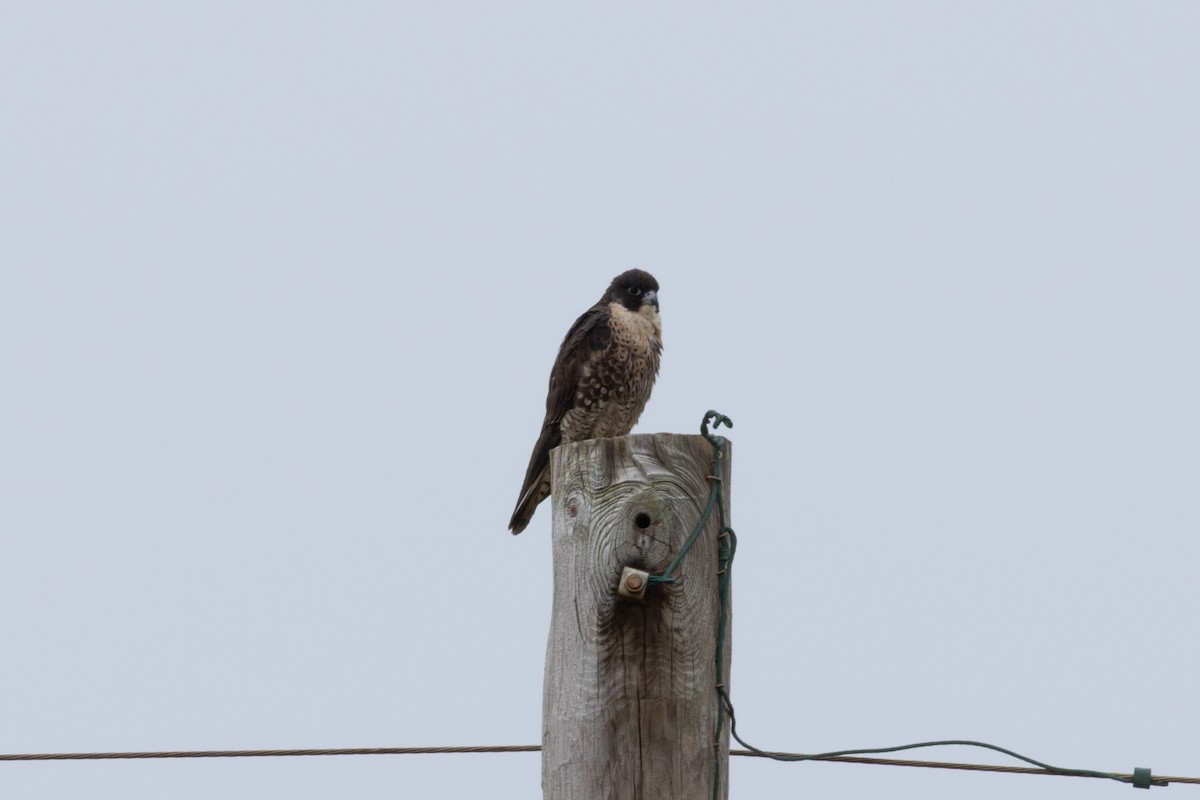 sokol stěhovavý - ML647586203