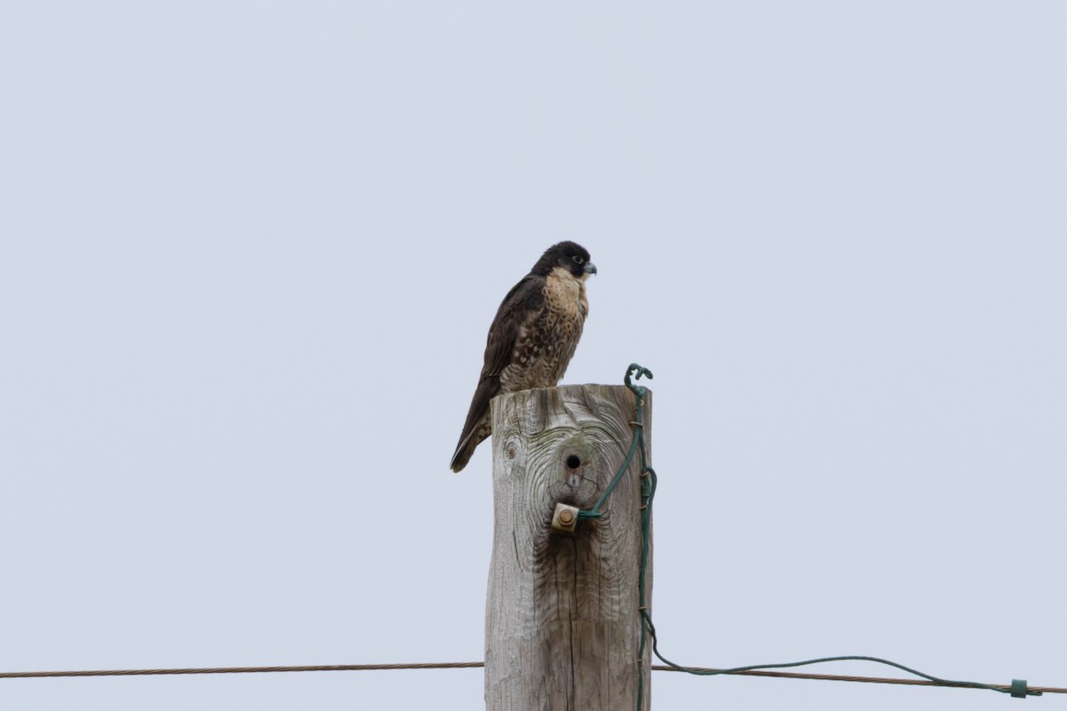 sokol stěhovavý - ML647586209