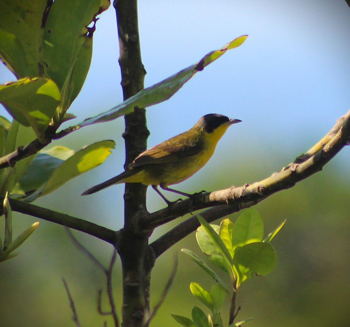 Southern Yellowthroat - ML647586221