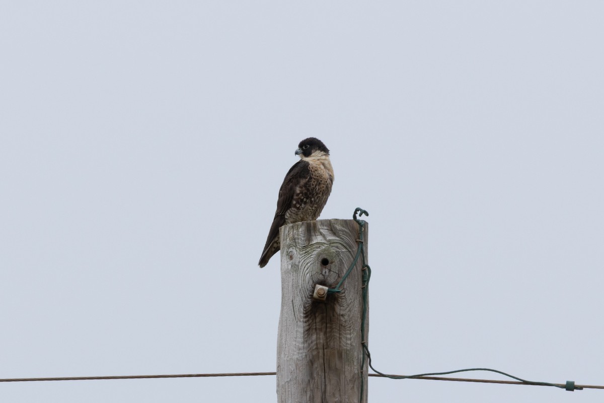 sokol stěhovavý - ML647586226