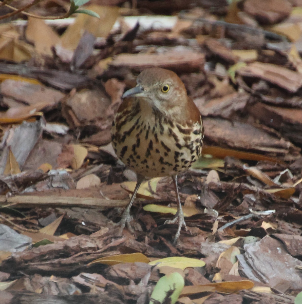 Cuitlacoche Rojizo - ML647586240