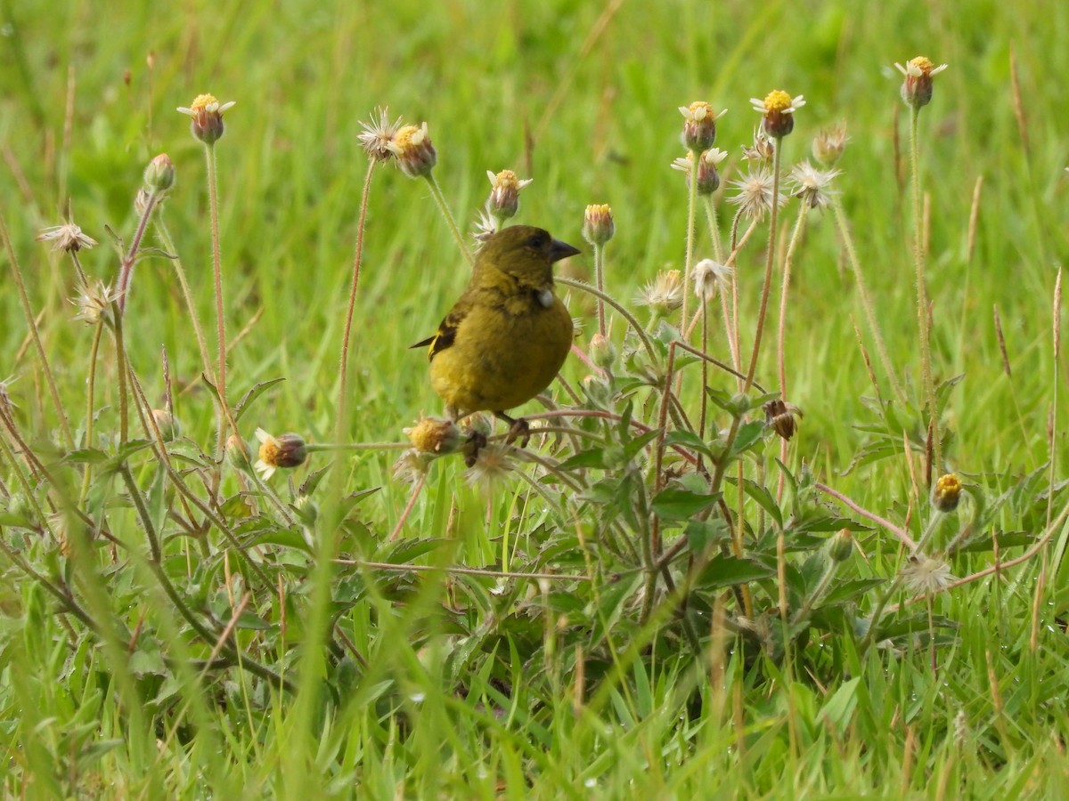 Hooded Siskin - ML647586241